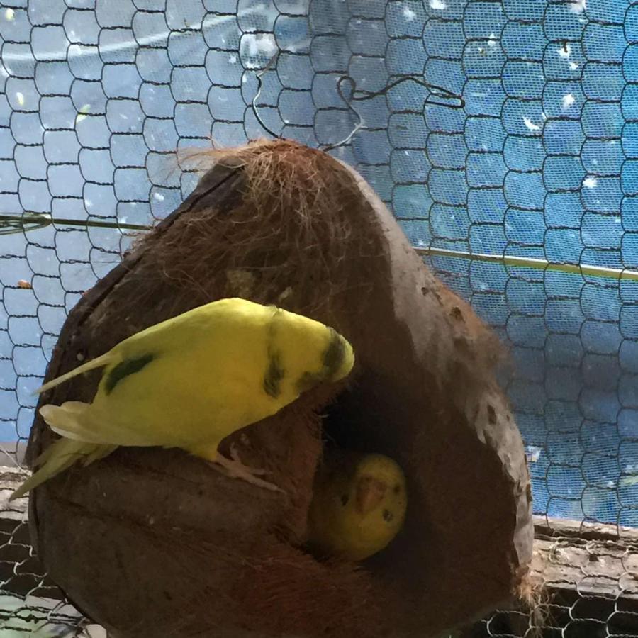 Ella Nature Nest エクステリア 写真